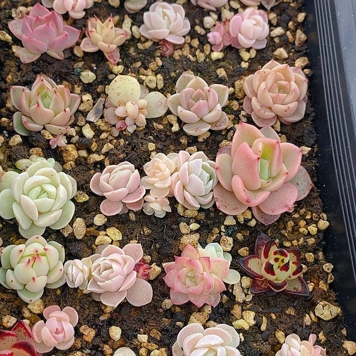 85 多肉植物盆栽花卉植物