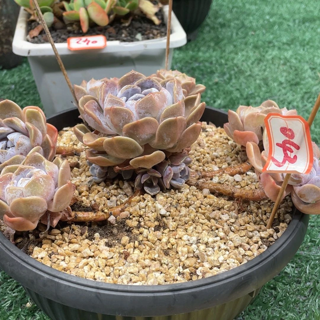 043 一物一拍满28包邮非偏远