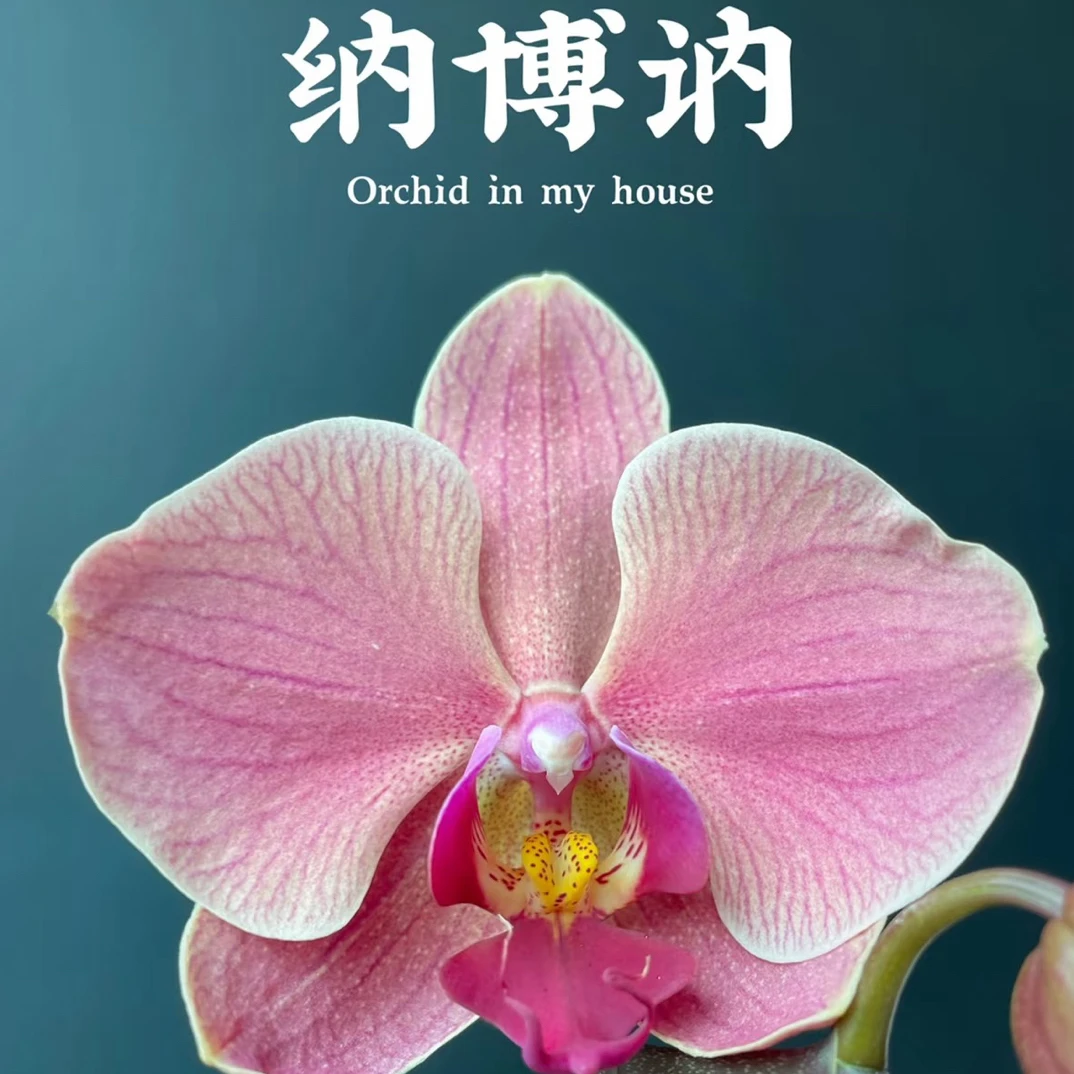 锦兰轩【纳博讷】蝴蝶兰 默认单花箭 基地直发