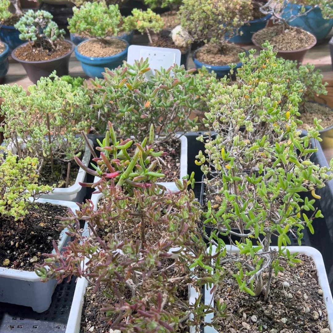 10003框拍福利特价