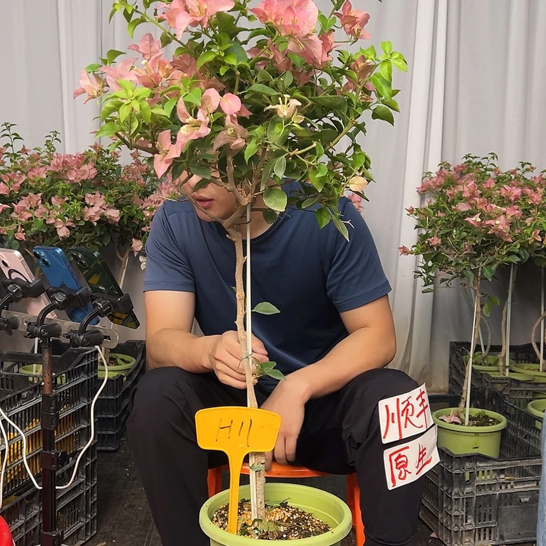 勇***哥当前无花栽培后可以开花H11卡亚塔