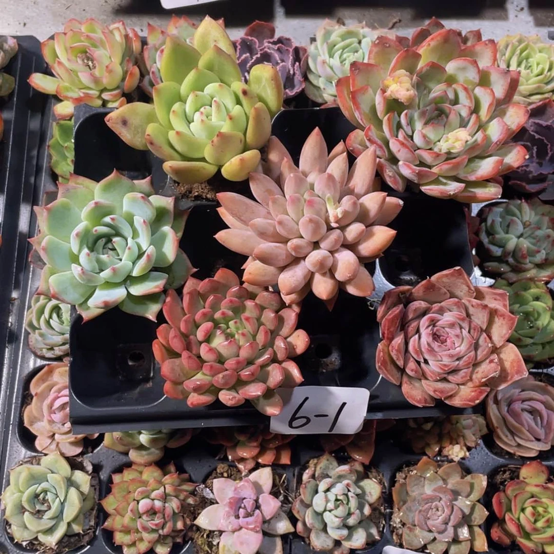 【闪购商品】6颗-1号约5厘米