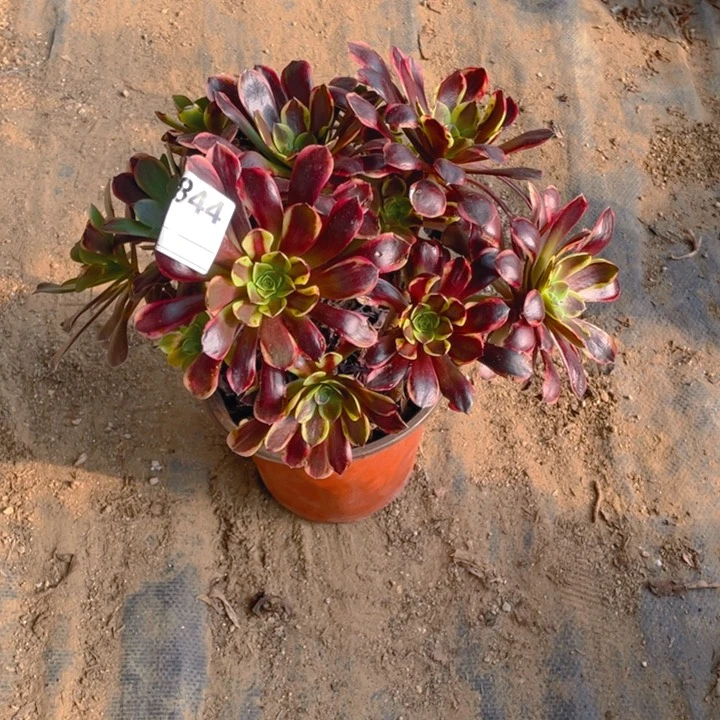 多肉欧嘉莉法师844