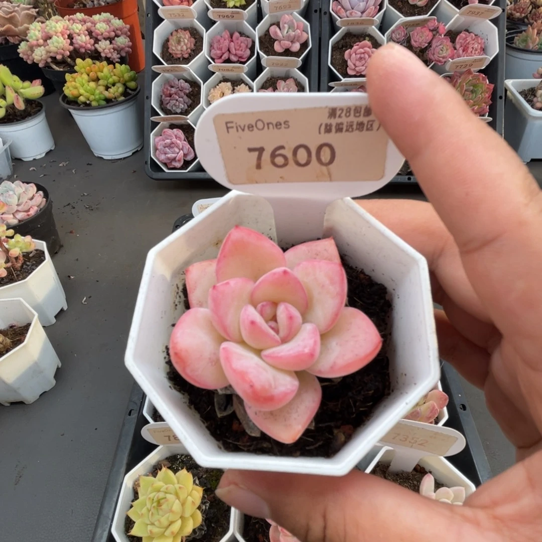 7600奶油泡芙 5.0厘米
