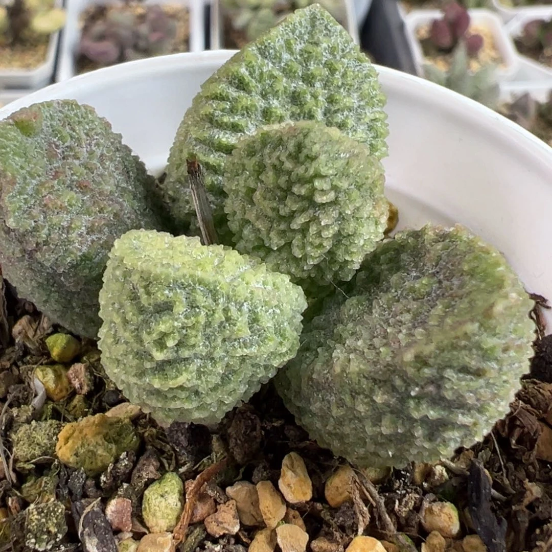 实生新品多肉植物水泡多肉植物