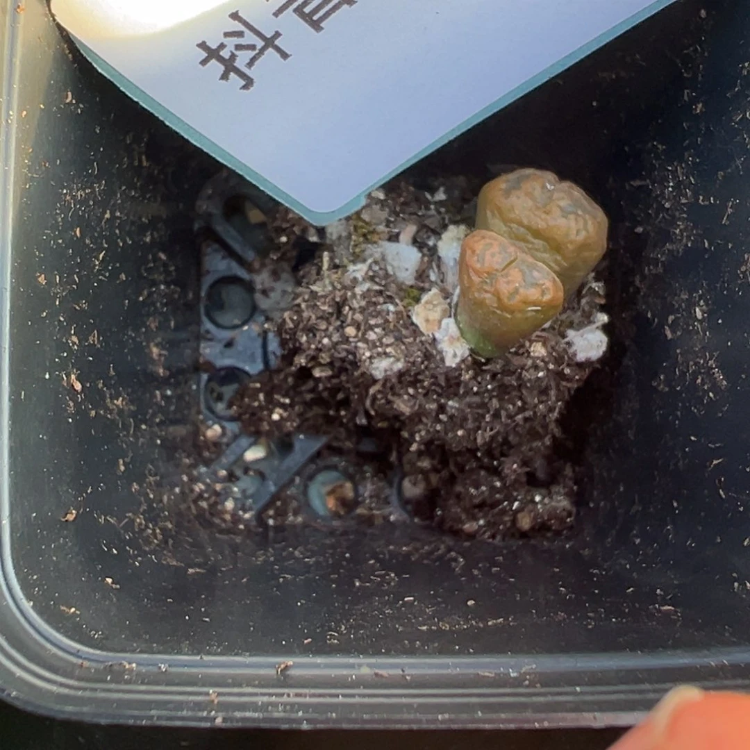 十**i16-49肉锥多肉植物