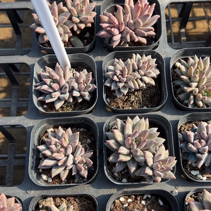 伊卡鲁斯双头一颗量拍多肉满20包邮初7发