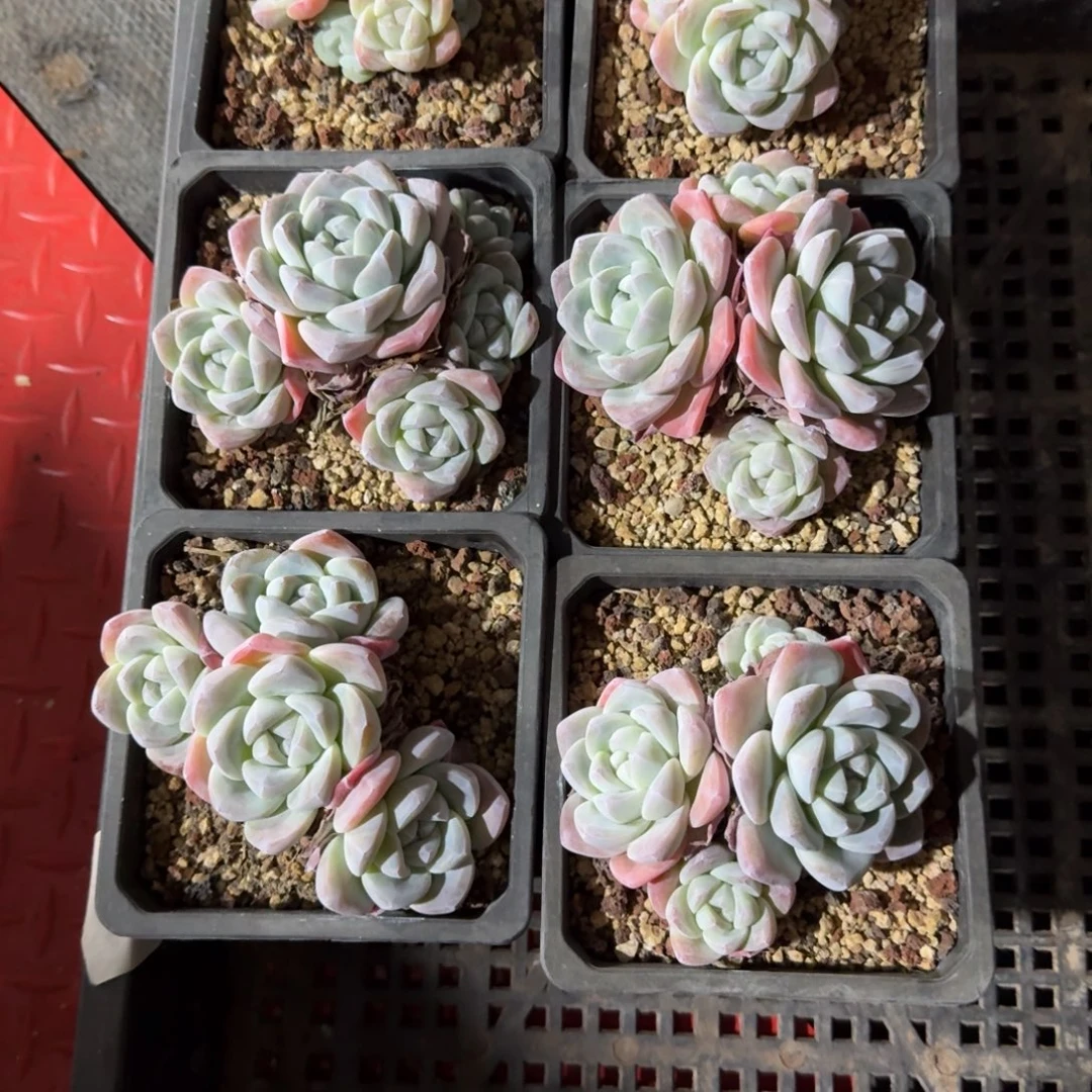 ****肉一物一拍6颗冰玉58号