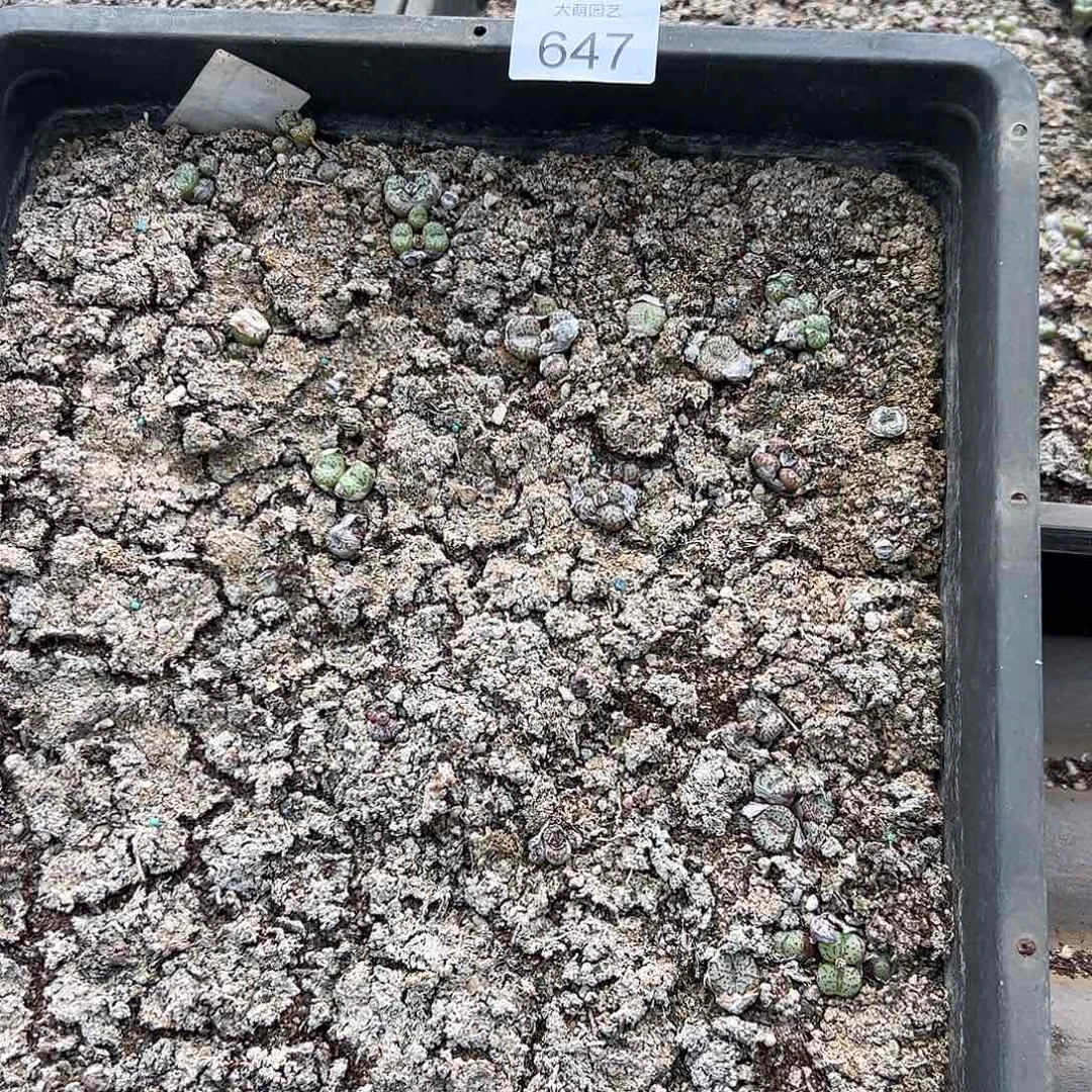 清框脱土发无售后。    647