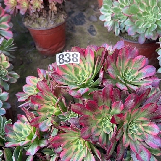会***洪多肉植物一个安娜838