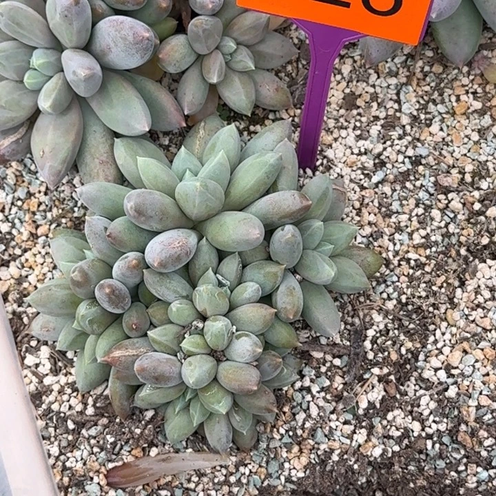 多肉植物海豚体哥特326
