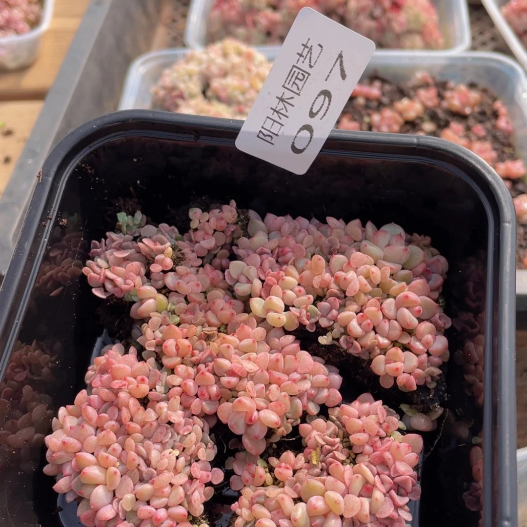 量拍多肉植物多肉植物97