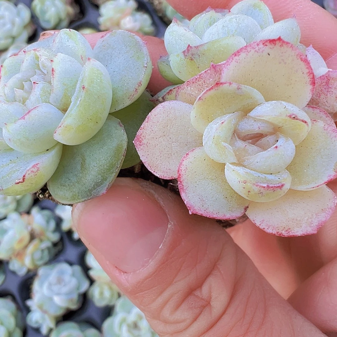 胖虎珍妮苗5颗19包邮