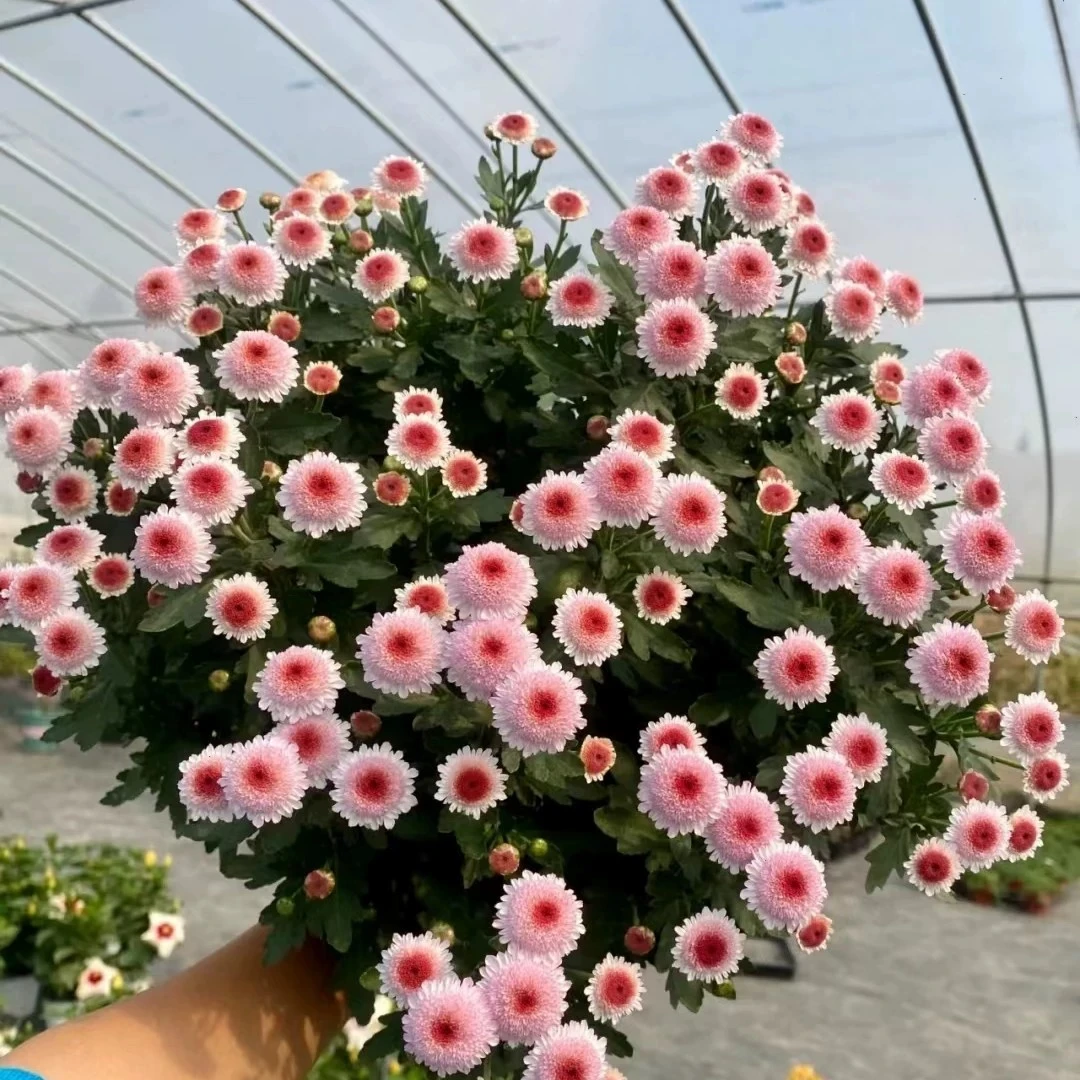 【南兮花卉】珠玉之卵盆栽小雏菊鲜花耐寒耐旱花期长阳台多年生植物