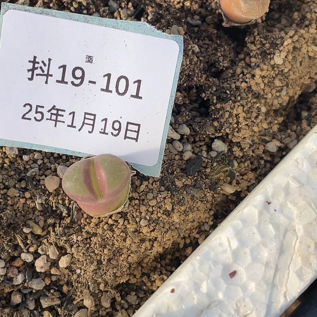 薄****19-101肉锥多肉植物