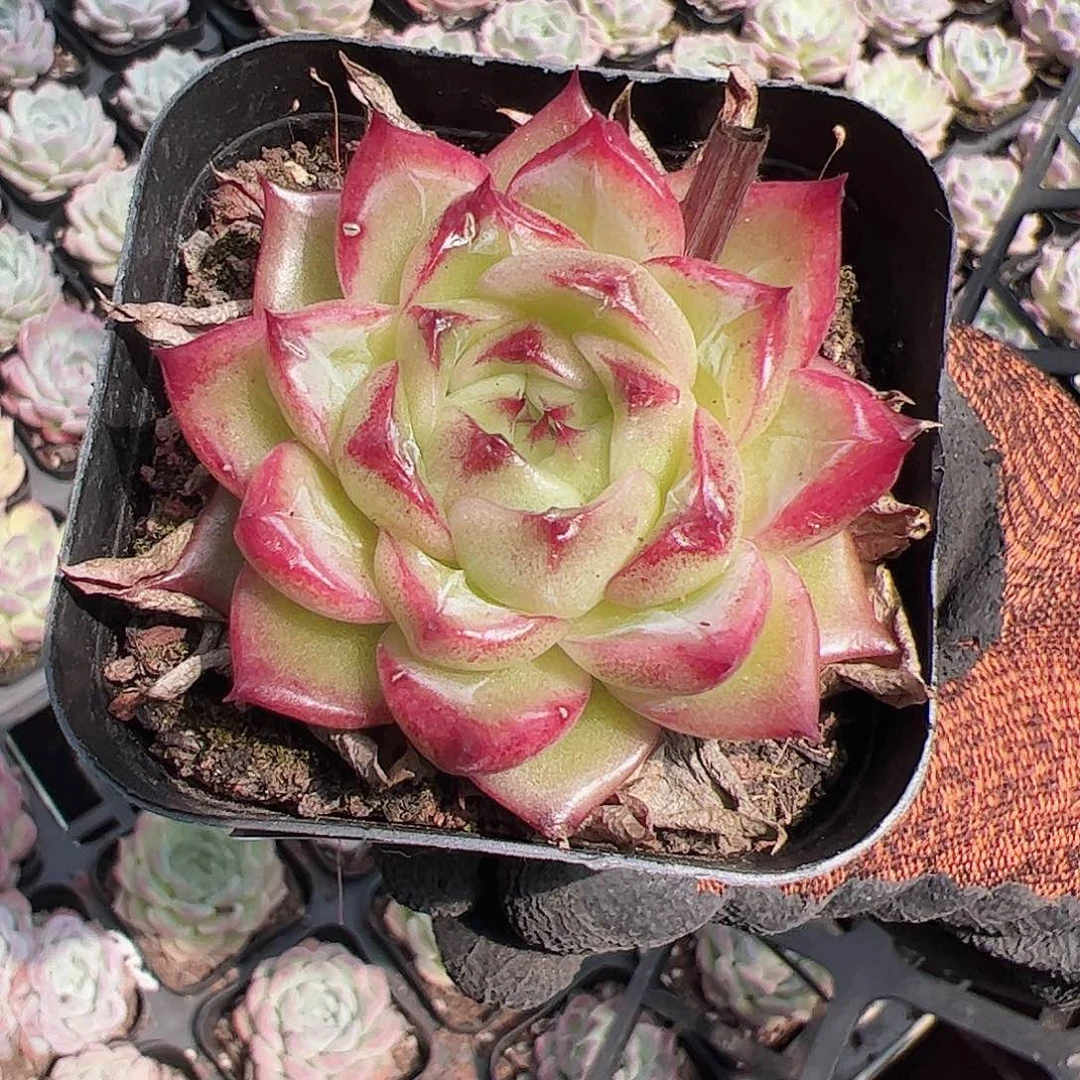 东云多肉园云哥种多肉-23