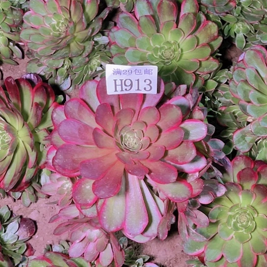 913粉花妖多肉植物