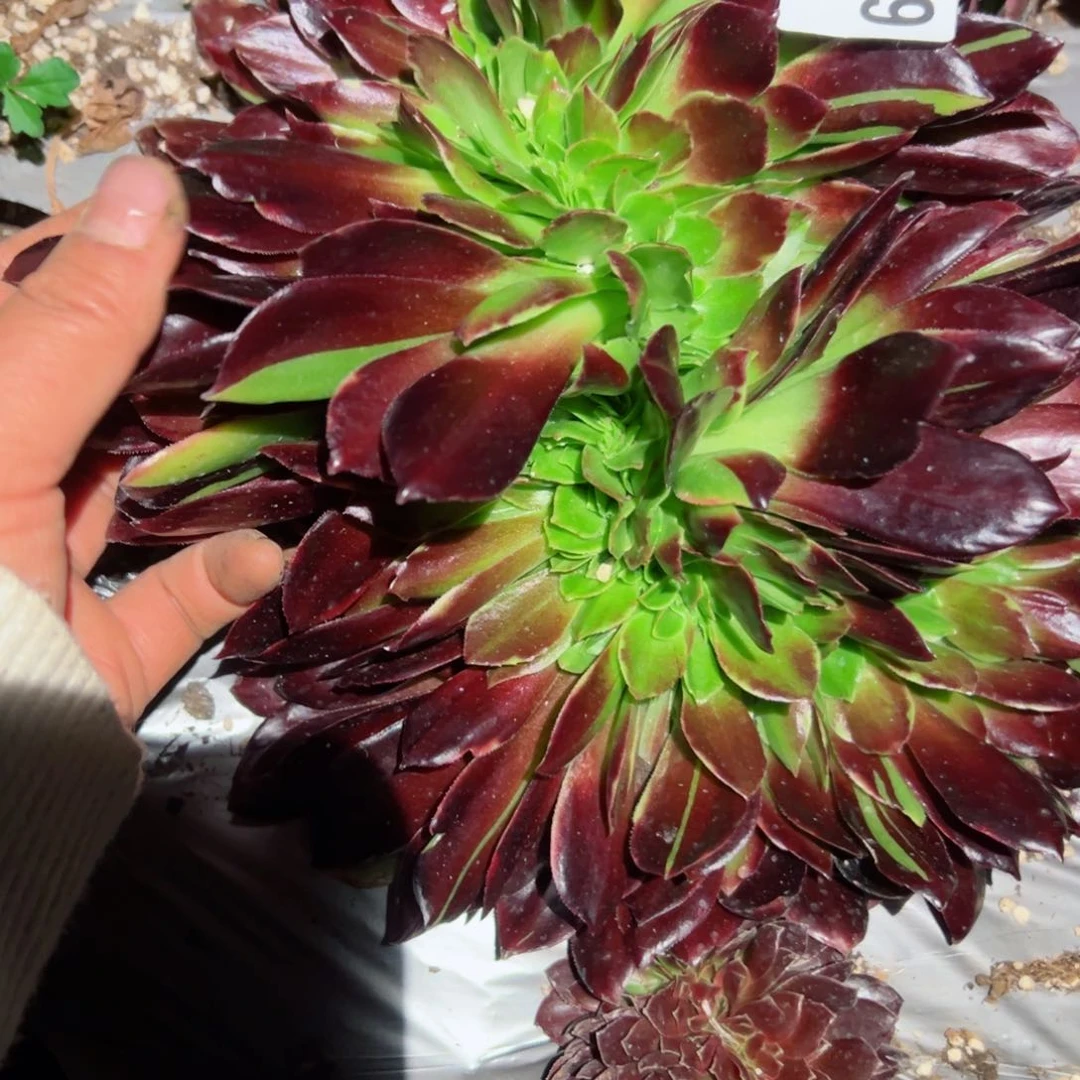 429 号多肉植物法师新年福利