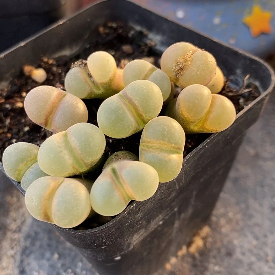 B23风铃3颗。