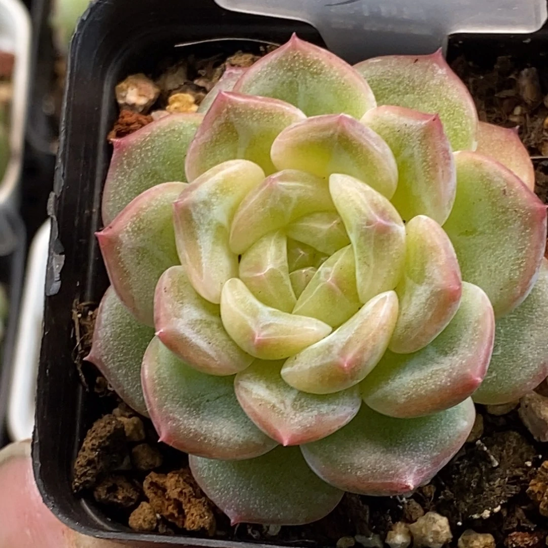 天官赐福百无禁忌