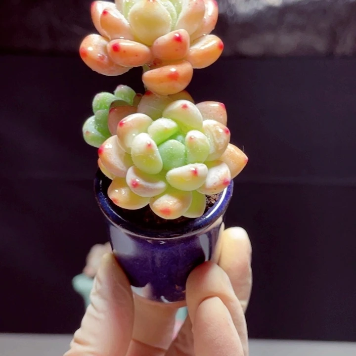 罗琦样品1颗带陶瓷盆发货