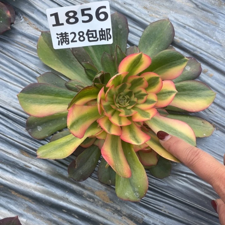 1856二号棚七彩多肉植物M