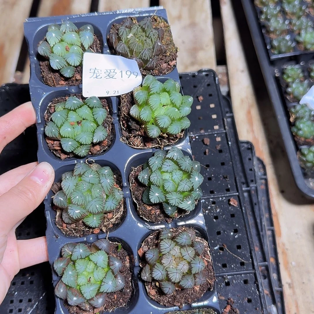 直播福利一物一拍199