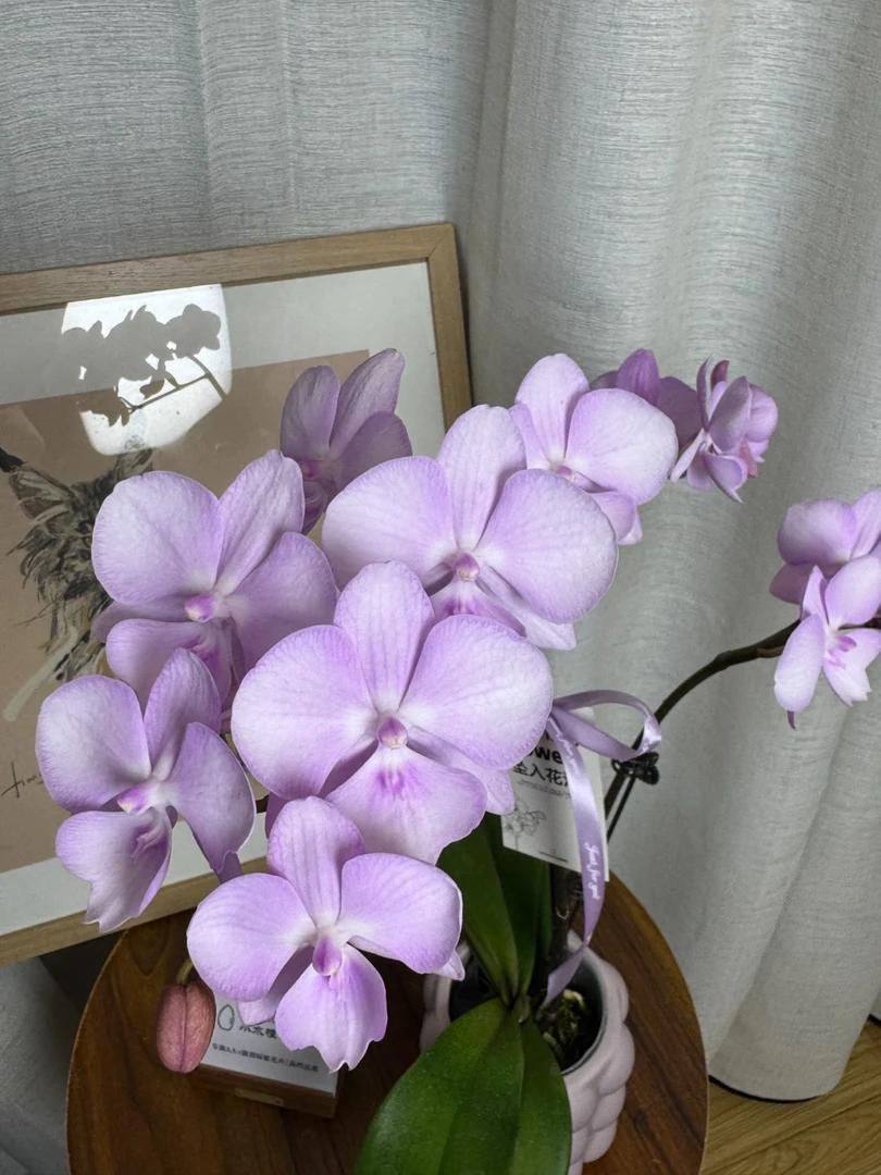 【仙女姐姐】稀有AA级蝴蝶兰小水专属  3.0寸大舌头家居装饰