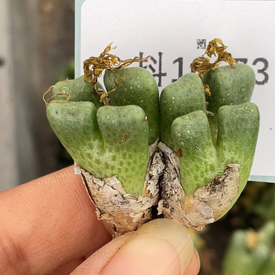 麻***烦16-73肉锥多肉植物