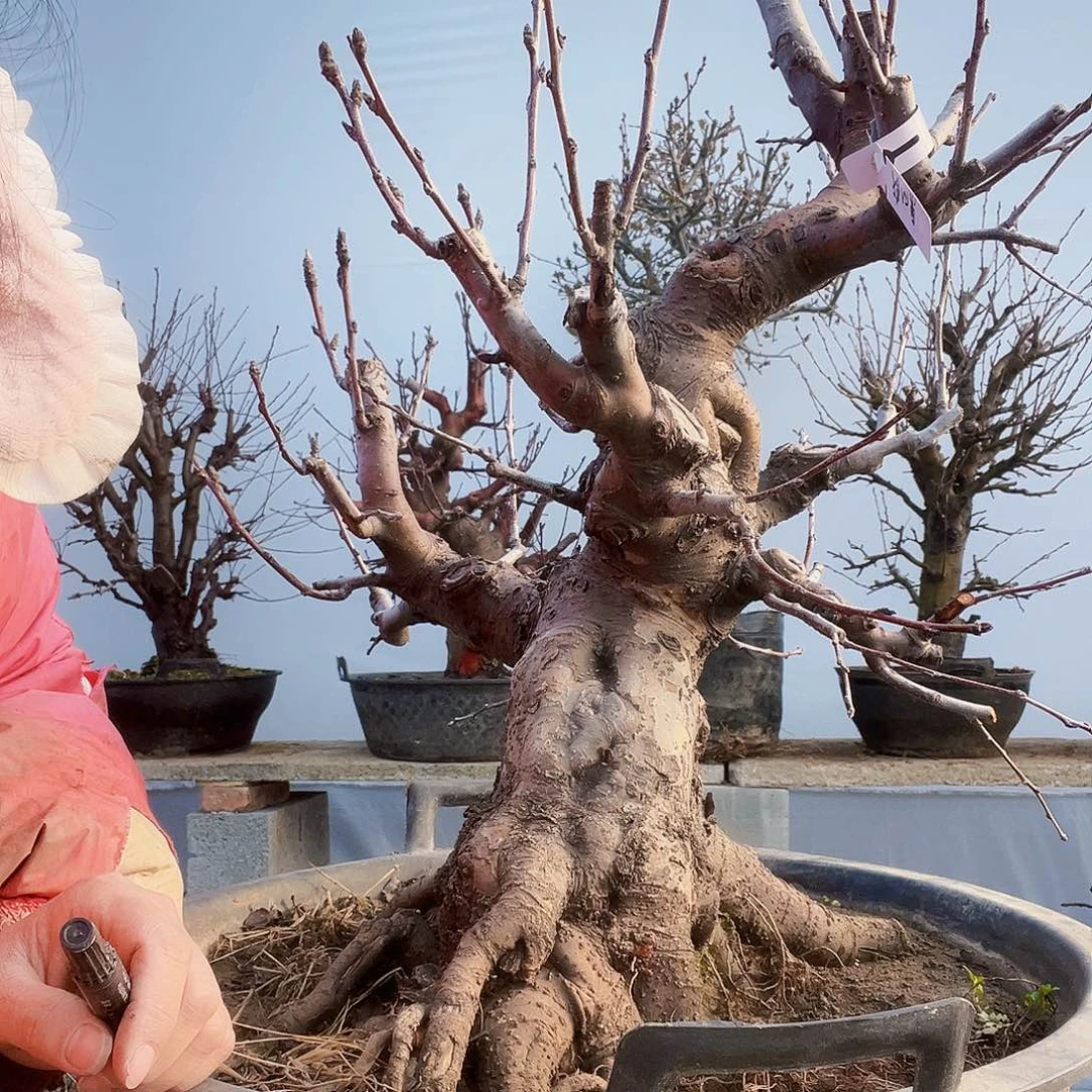 D*J海棠盆景一物一拍