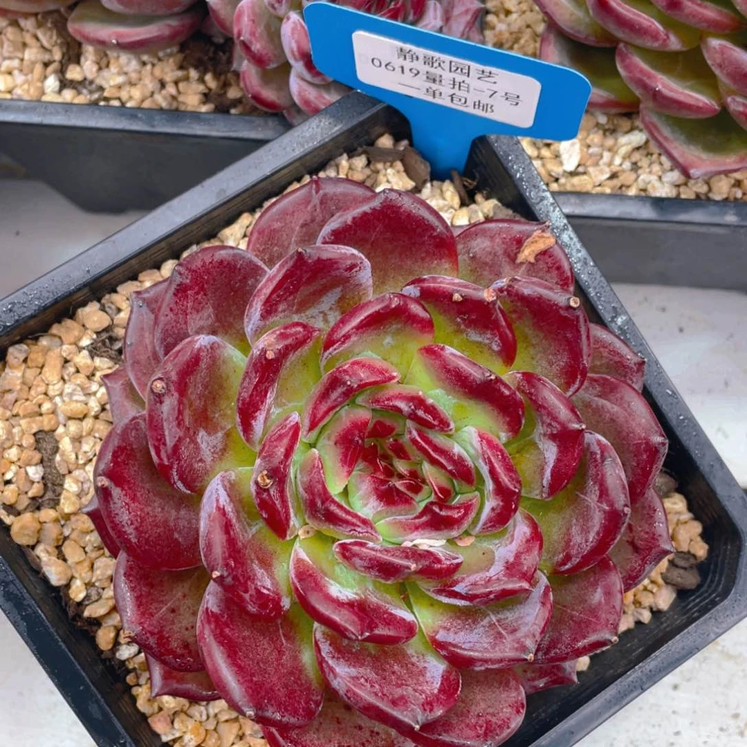 0619-7-夜魔侠大单头一颗