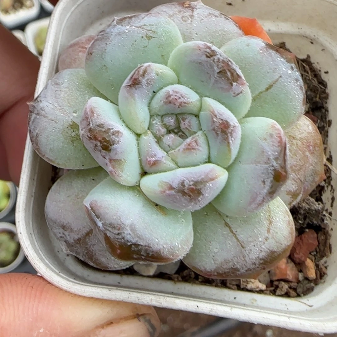 小卡拉米糖心一物一拍