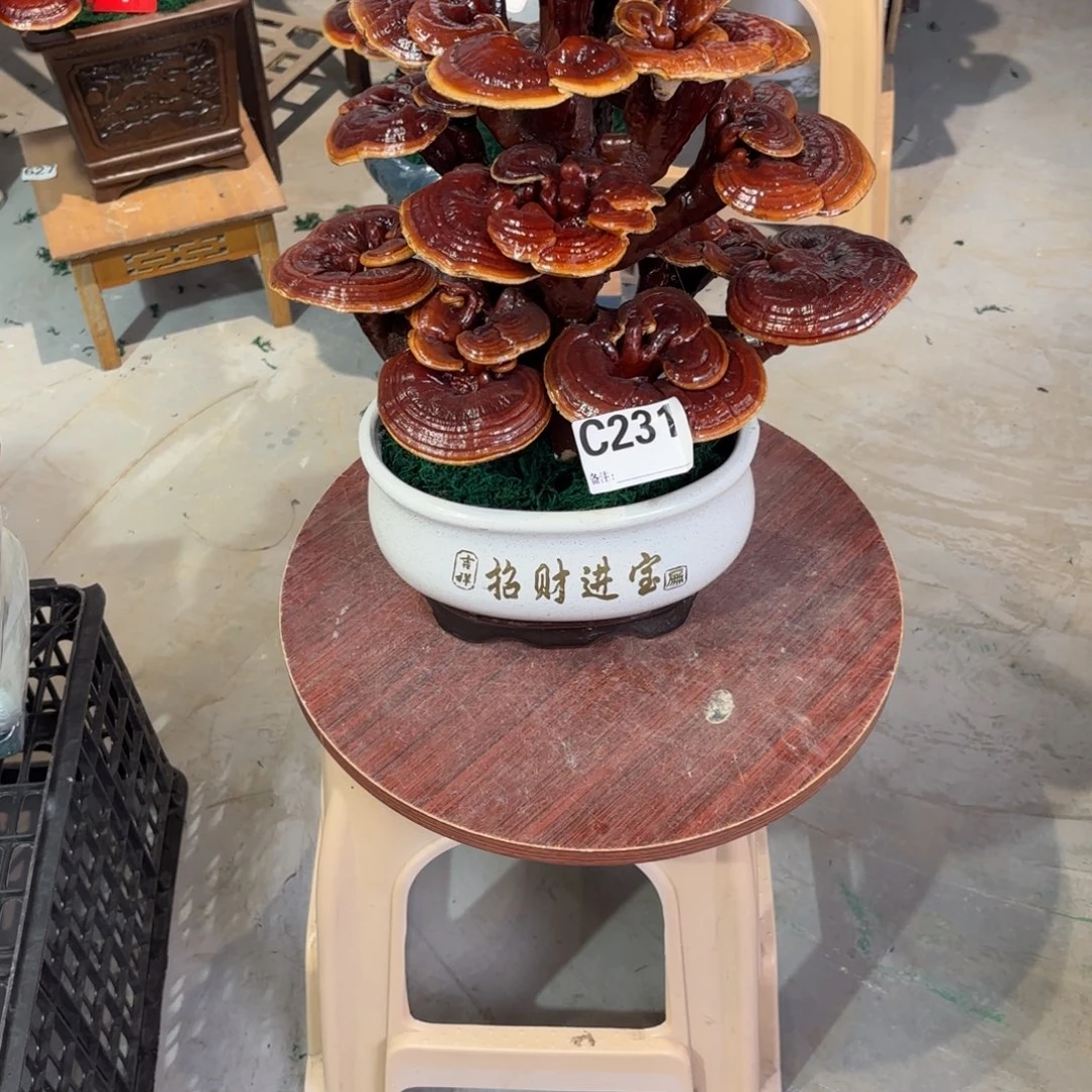 嗯***在灵芝8888888888888888888