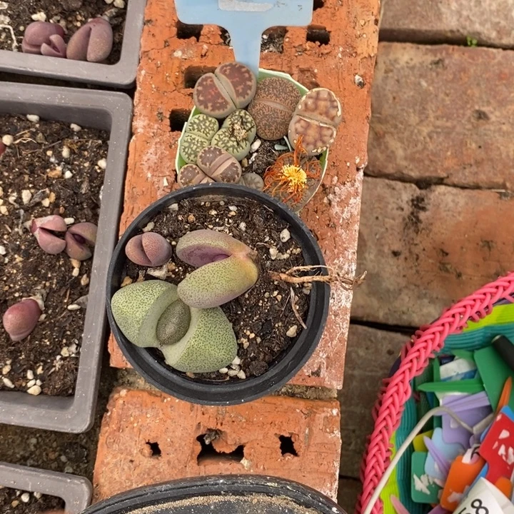 素***颜生石花等植物的生长854