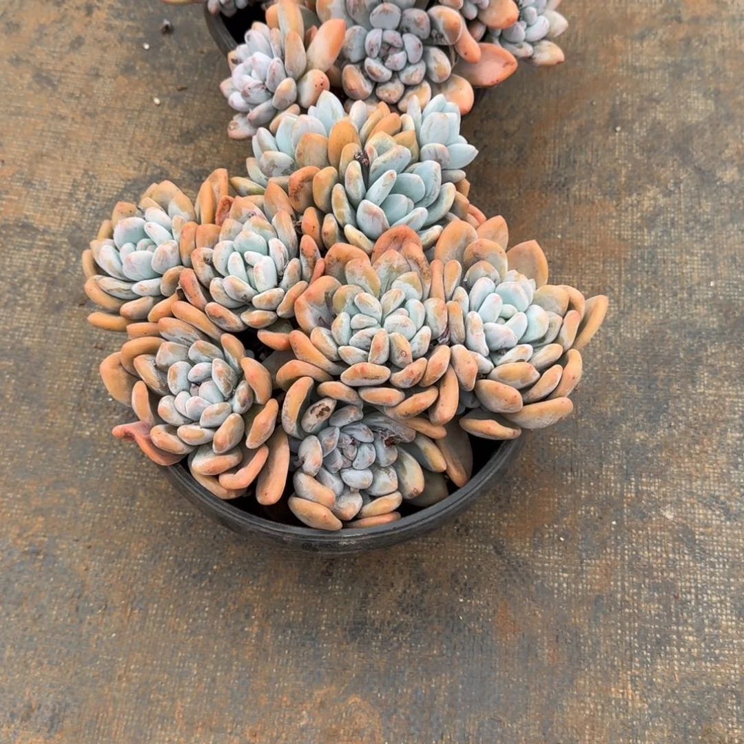 满***87号大群香水多肉植物