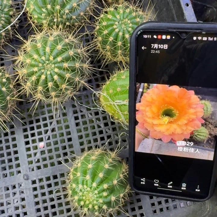 239毛129橙粉佳人歪5公分左右无根侧牙，20包邮