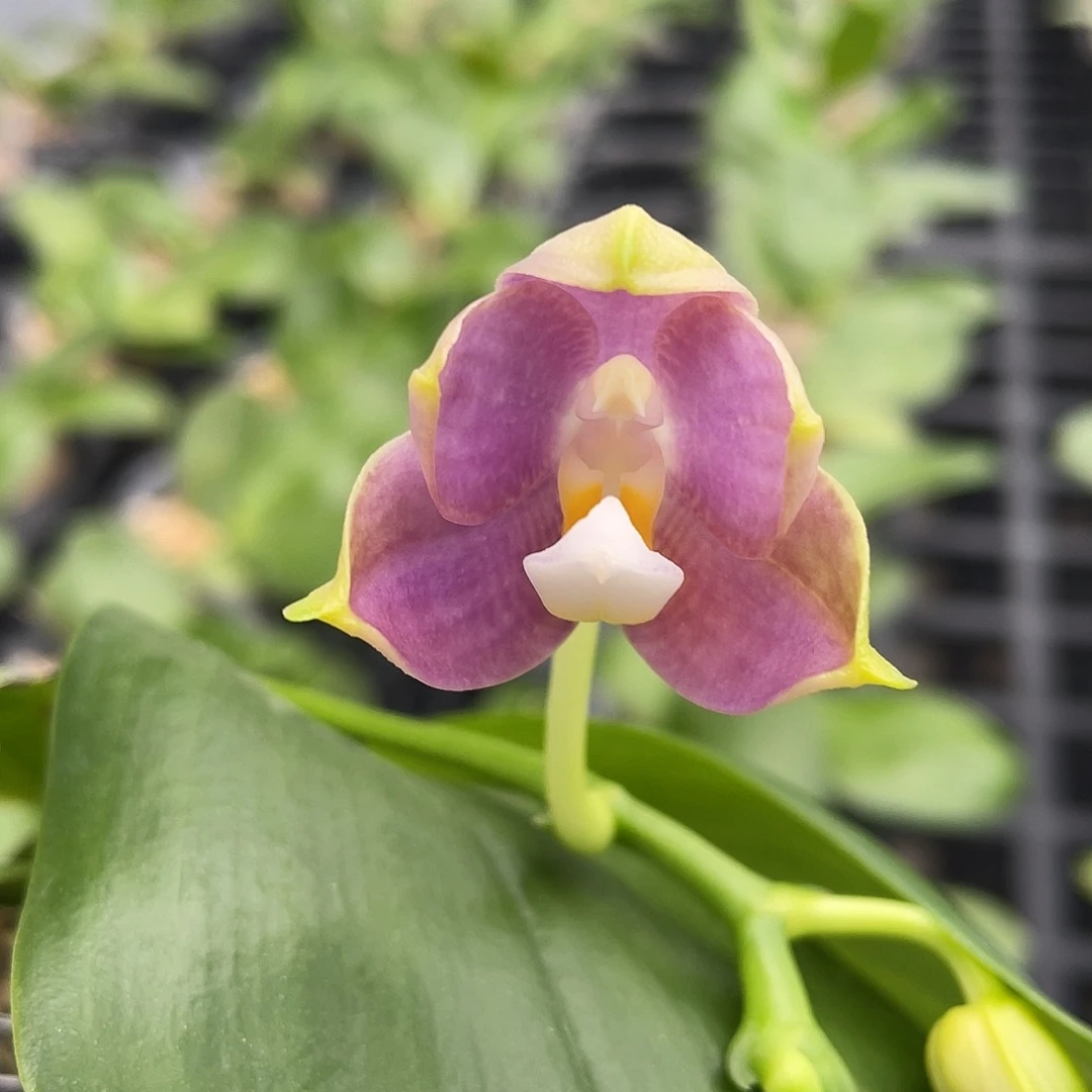 完全开放Yc208开花