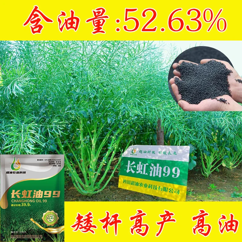 长虹油99油菜种子杂交高产出油多抗病抗倒耐寒早熟油菜籽种子