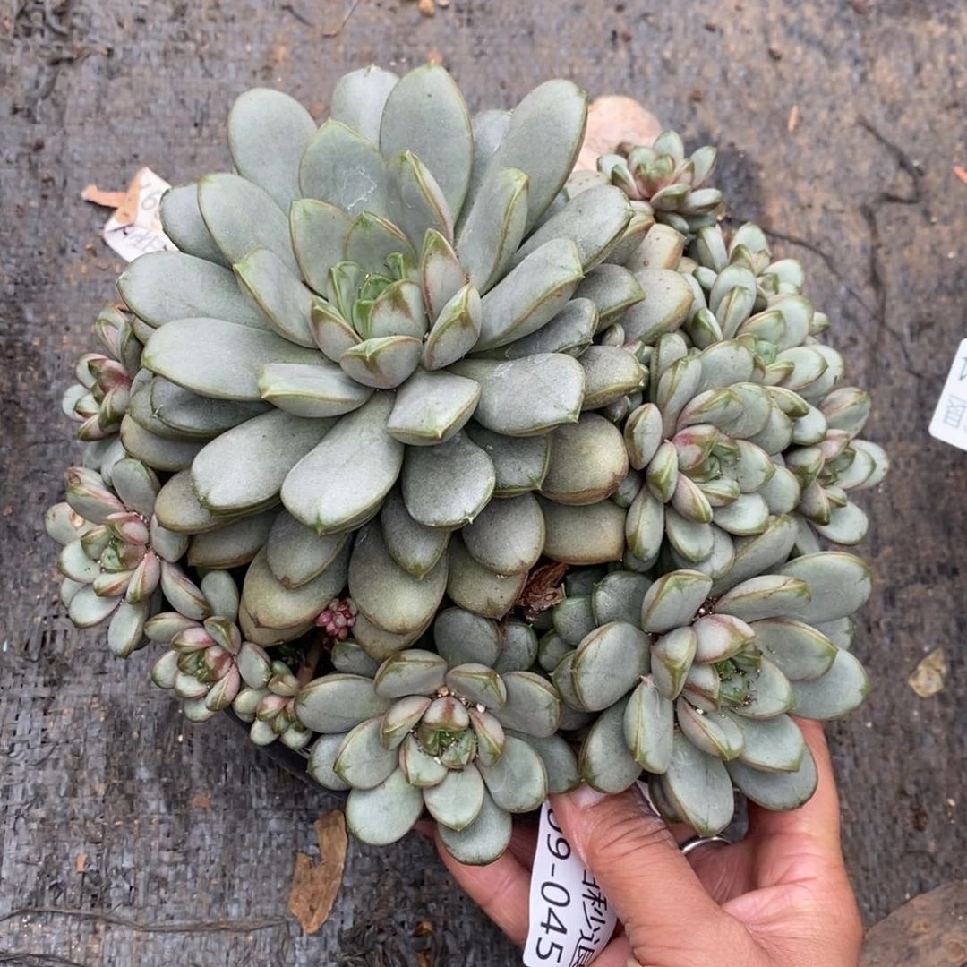 两单包邮1109-45葡萄