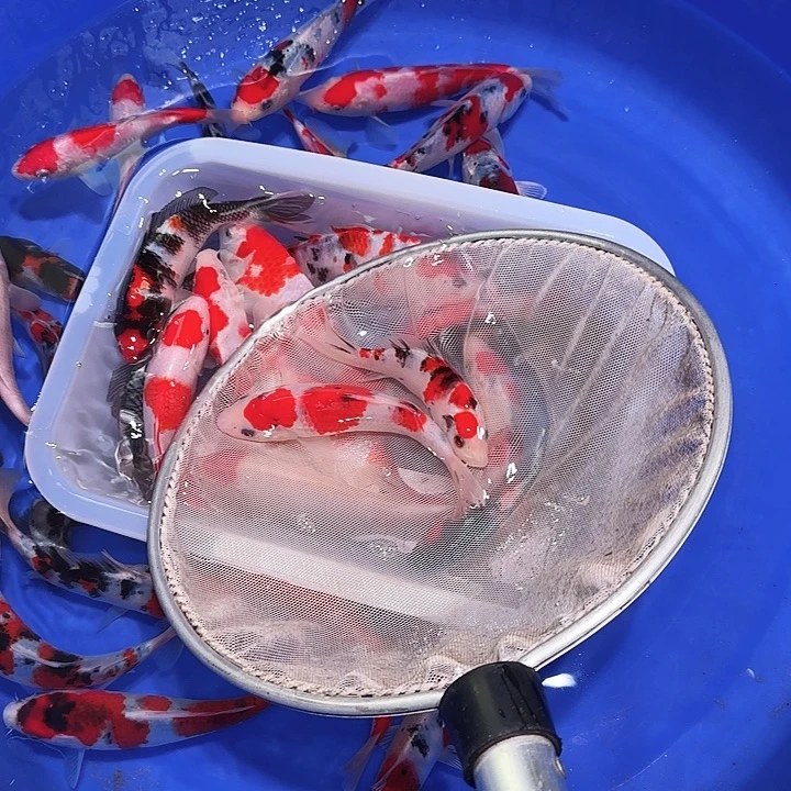 靓***仔海水鱼哥哥规范哥哥方法！好