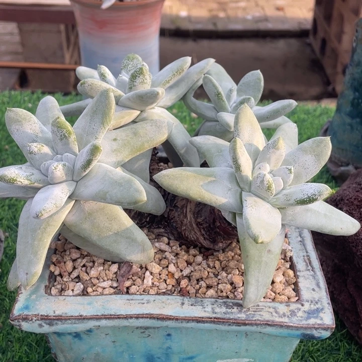 玫瑰拇指粗桩福利