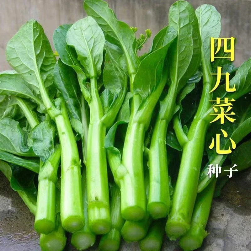 【全店满5元包邮】四九菜心种子四季甜菜心种子抗热耐湿播农家种籽