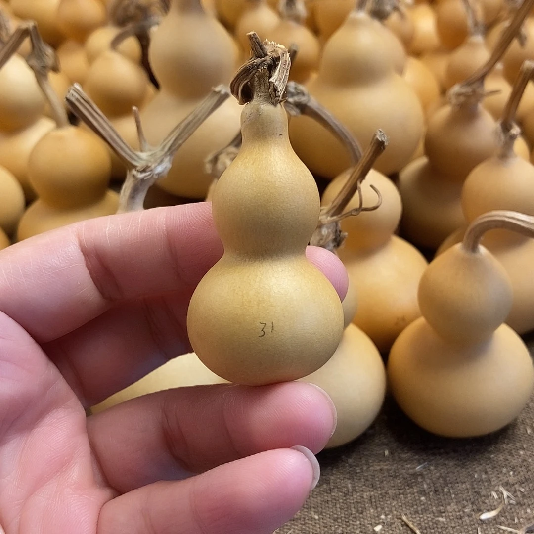 文玩葫芦 完美主义者 慎拍31
