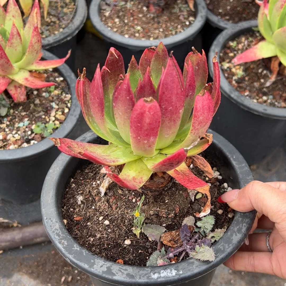 2777坎代哈哈哈哈哈哈多肉