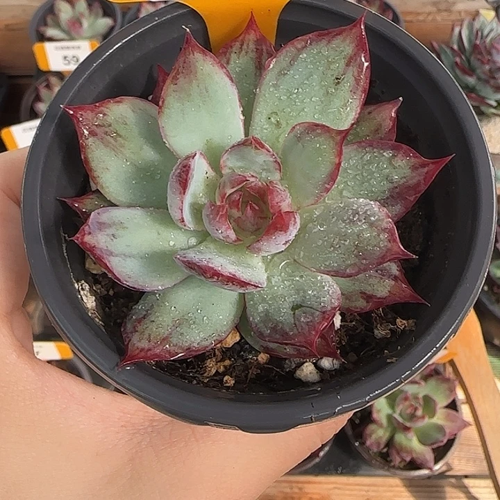 62 惊鸿仙子多肉植物