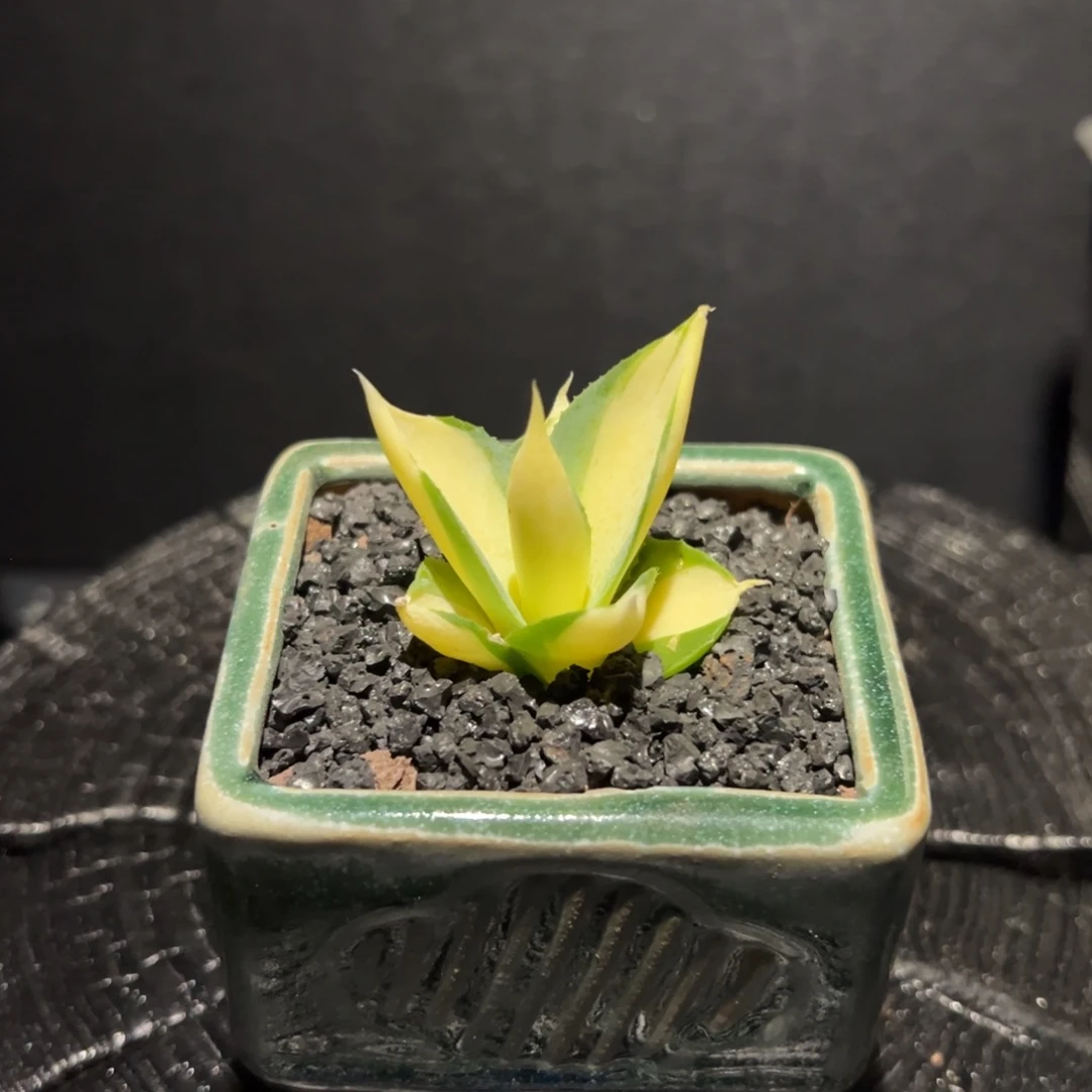 A32王妃雷神长不大的龙舌兰