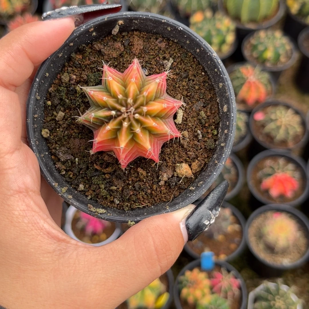 蕃***茄H64     带盆土发货