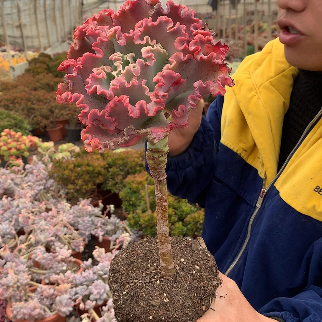 胖哥多肉推荐女王花立9.9