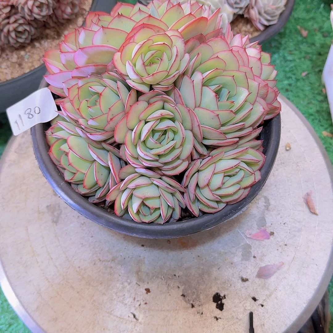 夕*1180牡丹亭多肉