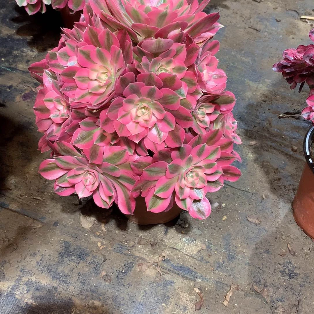 多肉多肉多肉多肉191